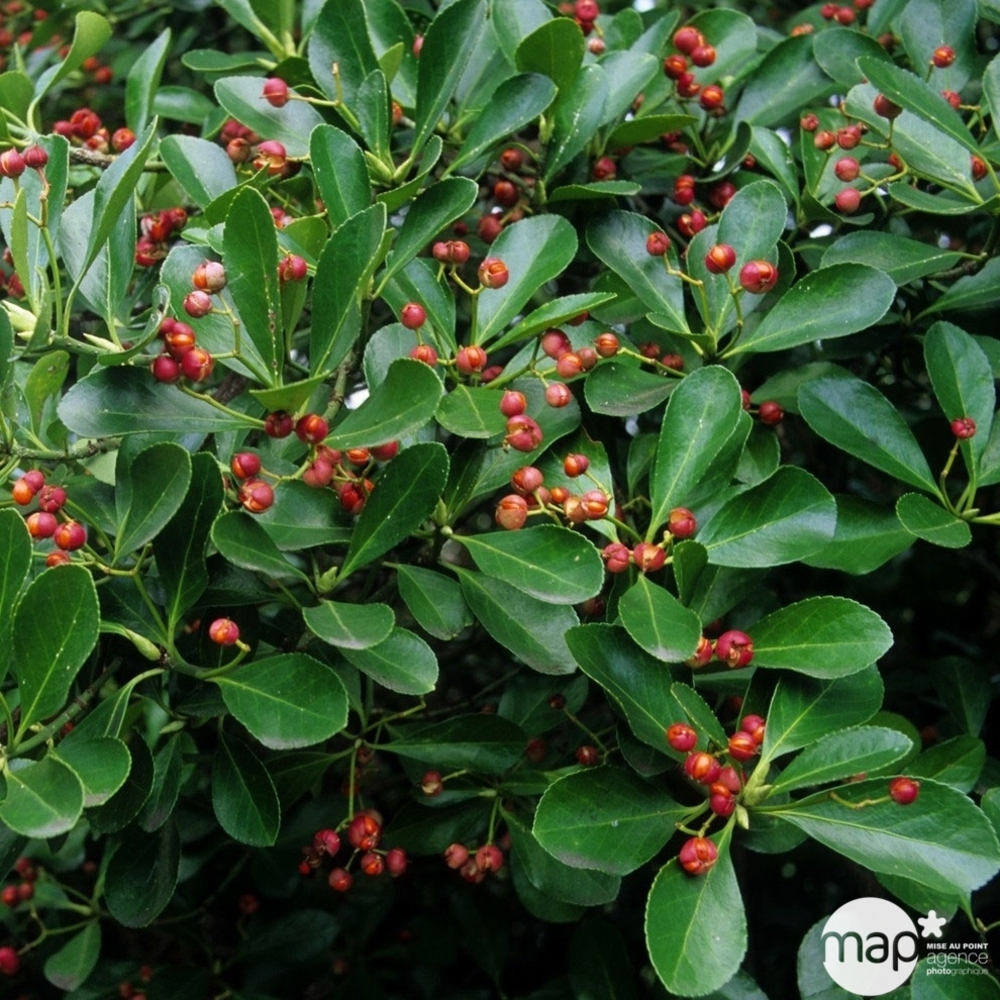Euonymus varié : pot 5 litres