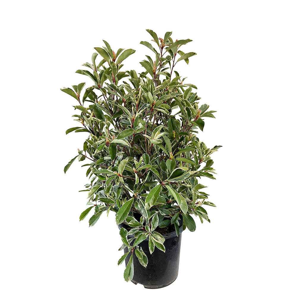 
Photinia x fraseri ' Pink Marble 'pot 10L