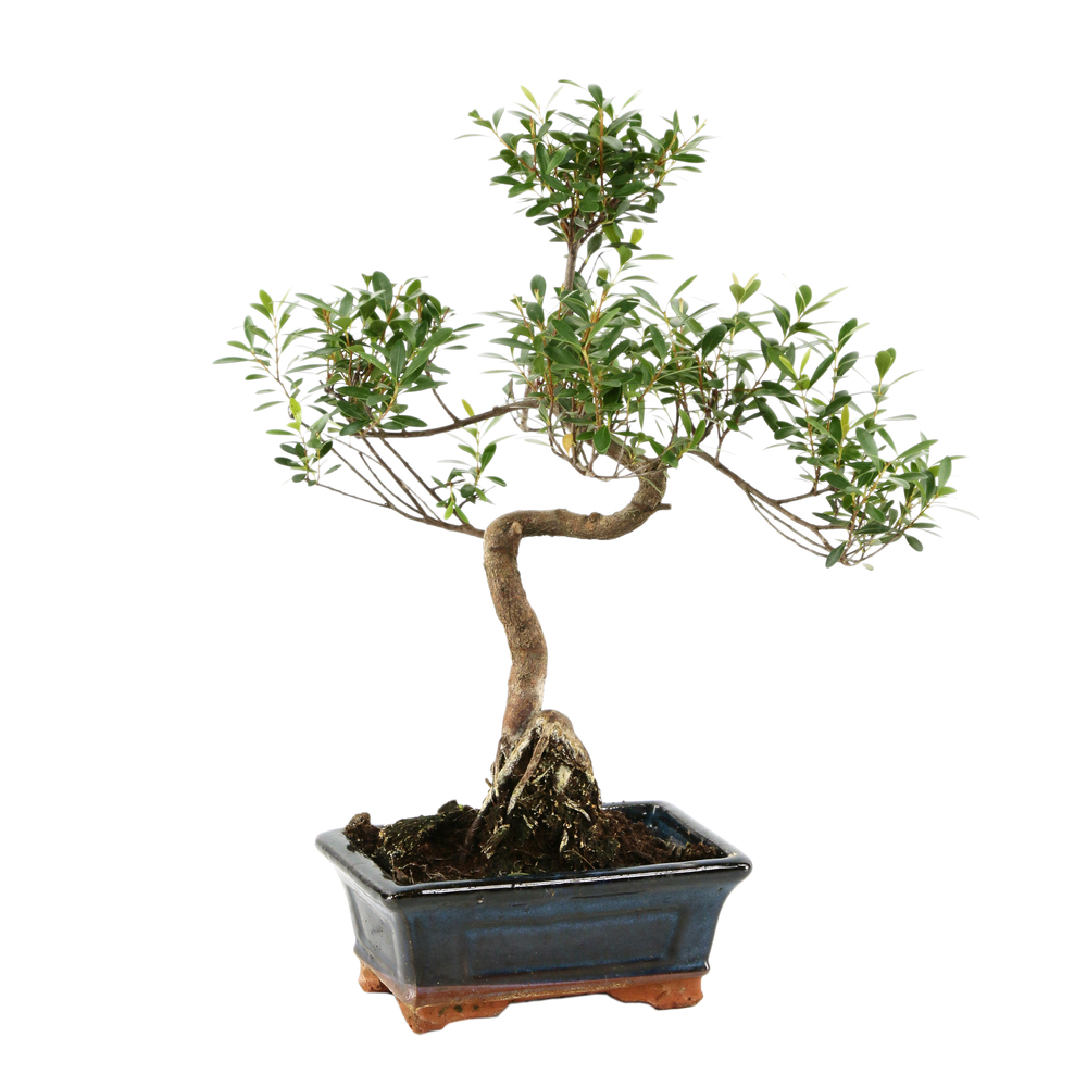 Bonsaï Myrthe : 5 - 6 ans