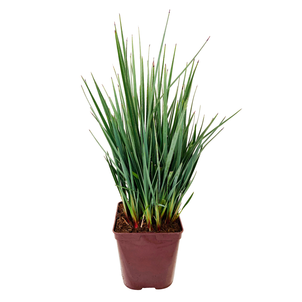 Dianella caerulea 'Little Rev®' Pot 3L