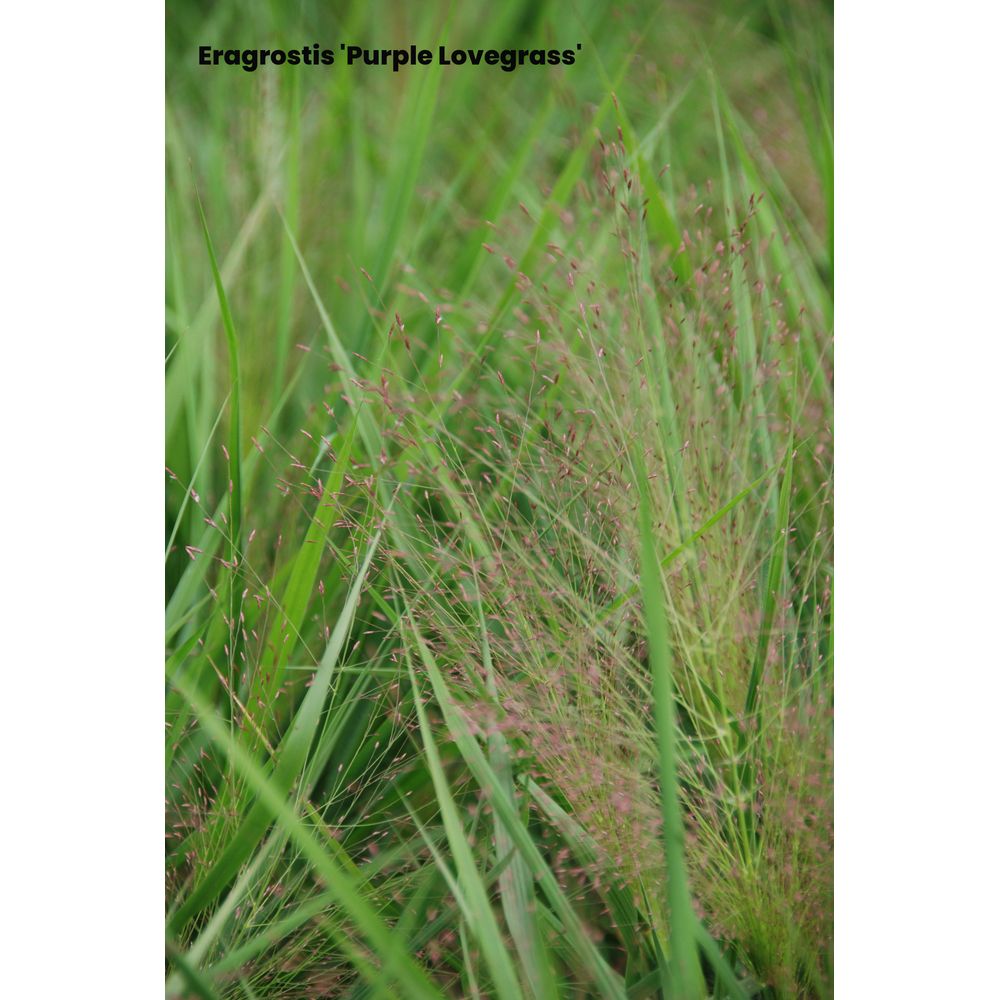 Eragrostis 'Purple Love Grass' : pot 3L