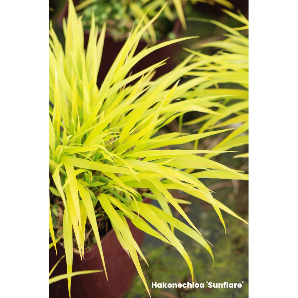 Hakonechloa macra : pot 3L
