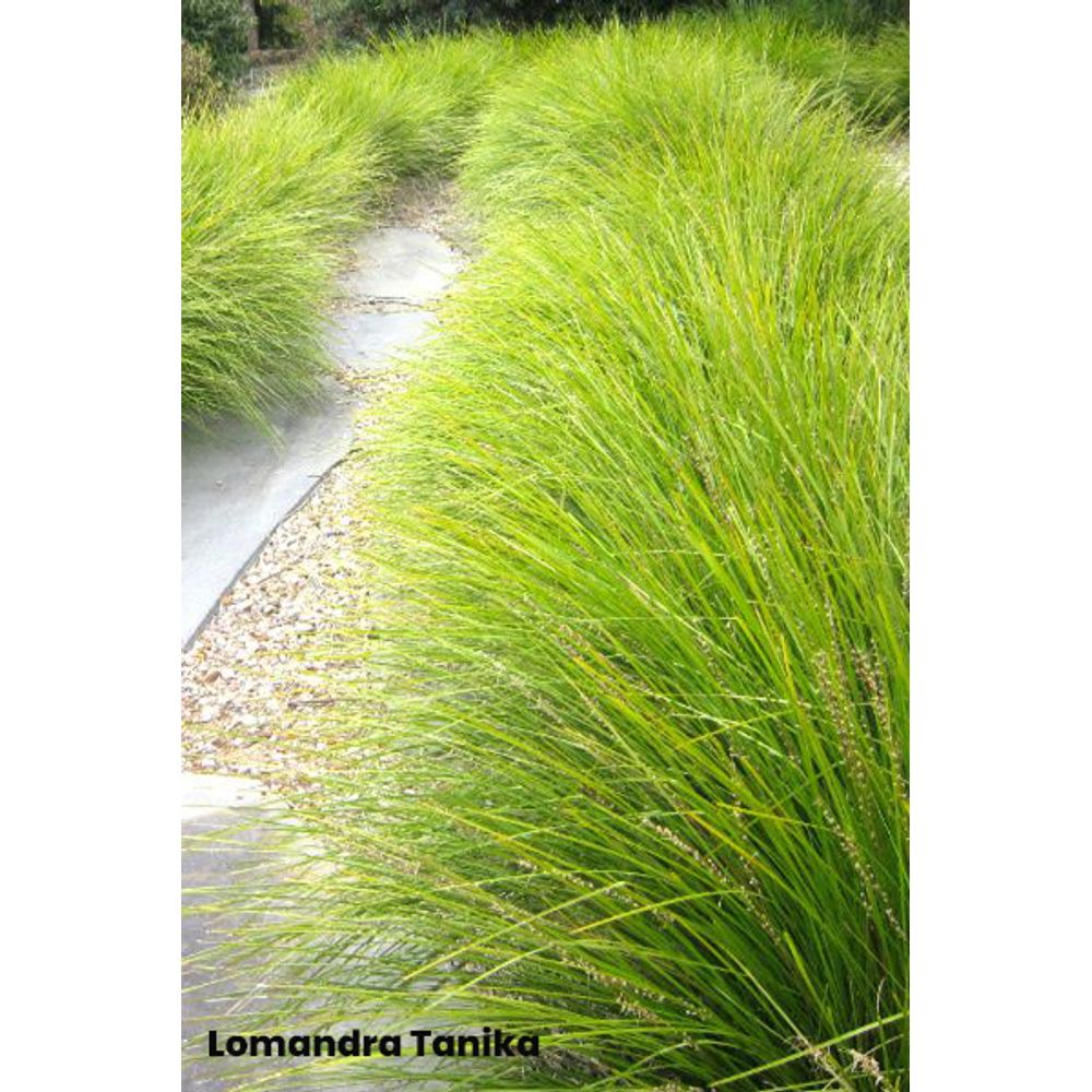 Lomandra longifolia 'Tanika®' : pot 3L