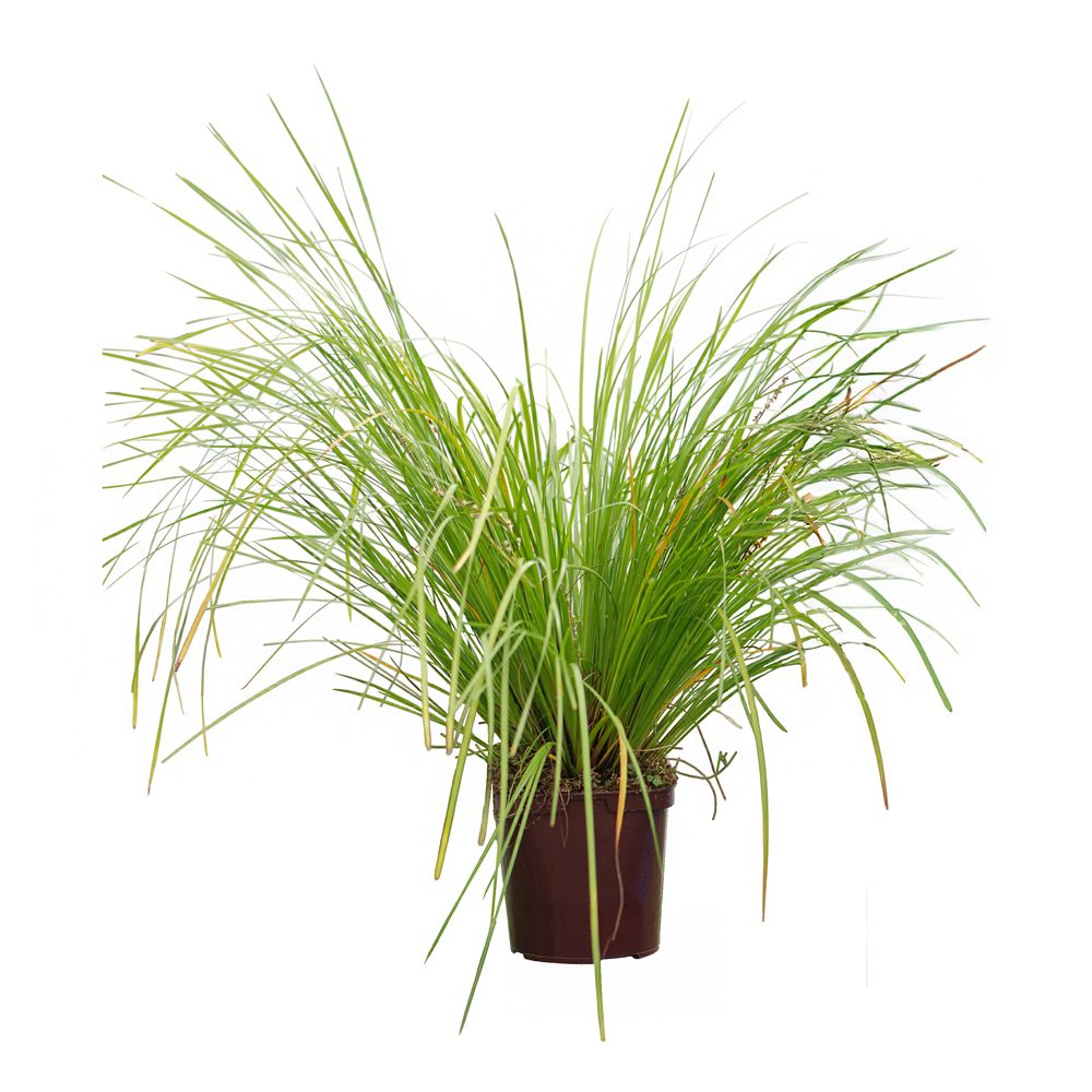 Lomandra longifolia 'Tanika®' : pot 3L