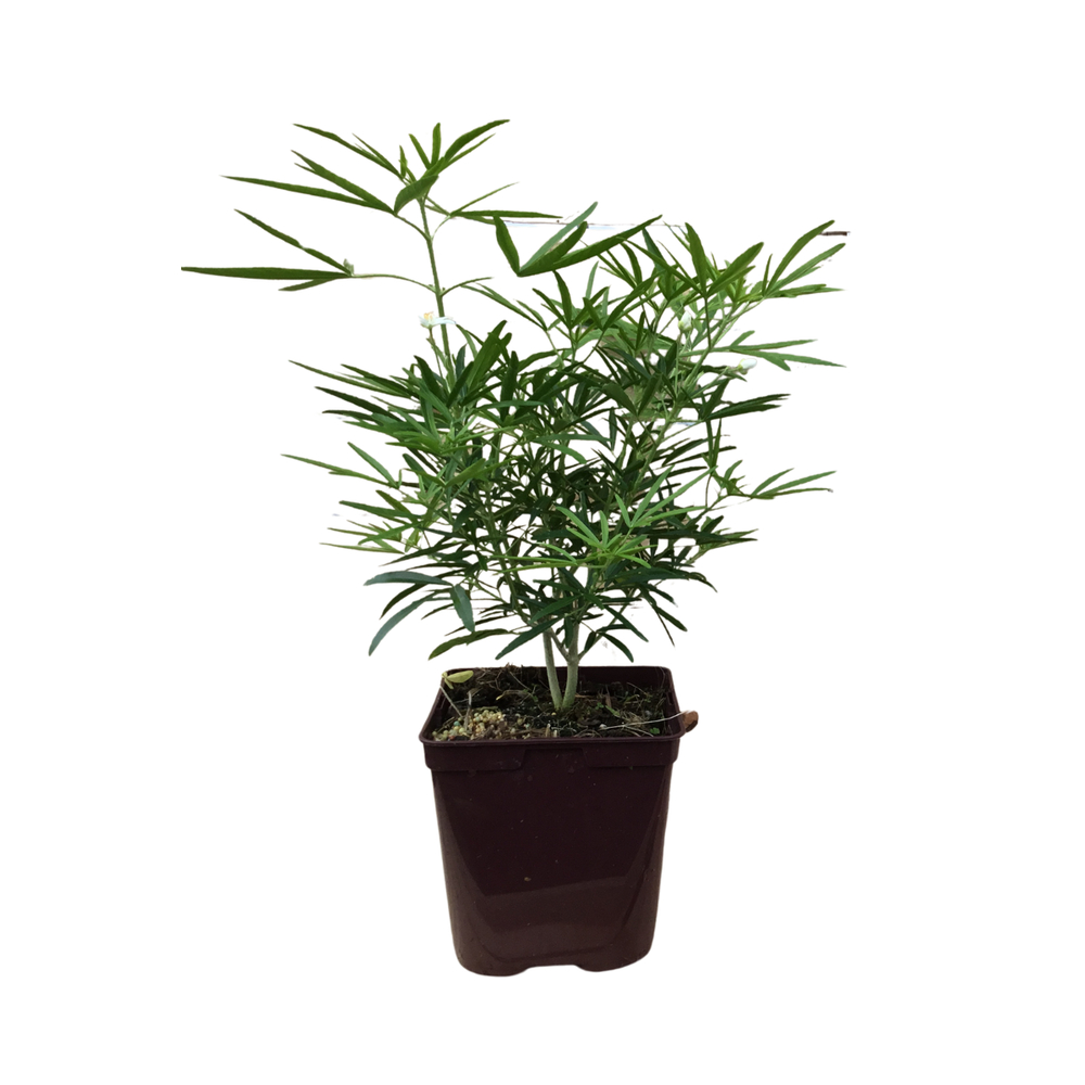 Choisya x ' Aztec Pearl ' : pot 5L 