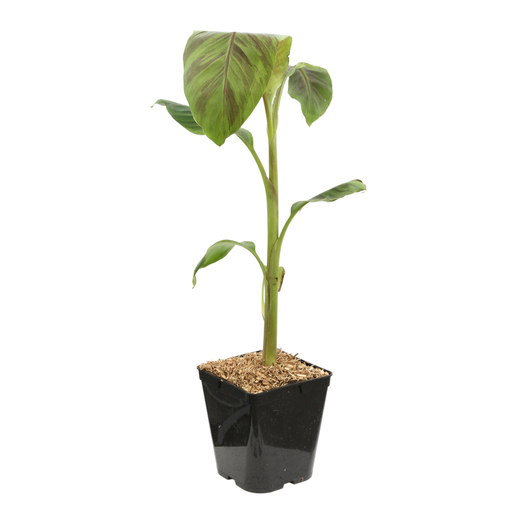 MUSA RED TIGER C 5L-(756419)