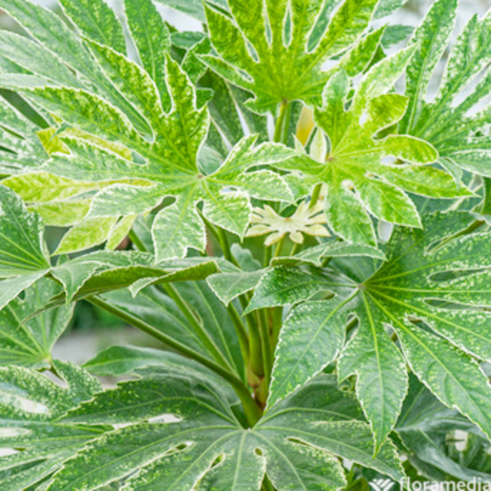 Fatsia 'Sipder's Web' pot 5 litres