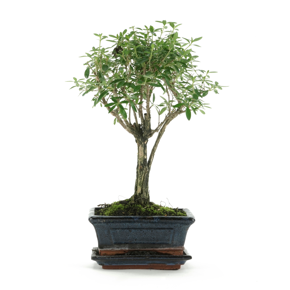 Bonsaî d'intérieur 5 ans avec soucoupe