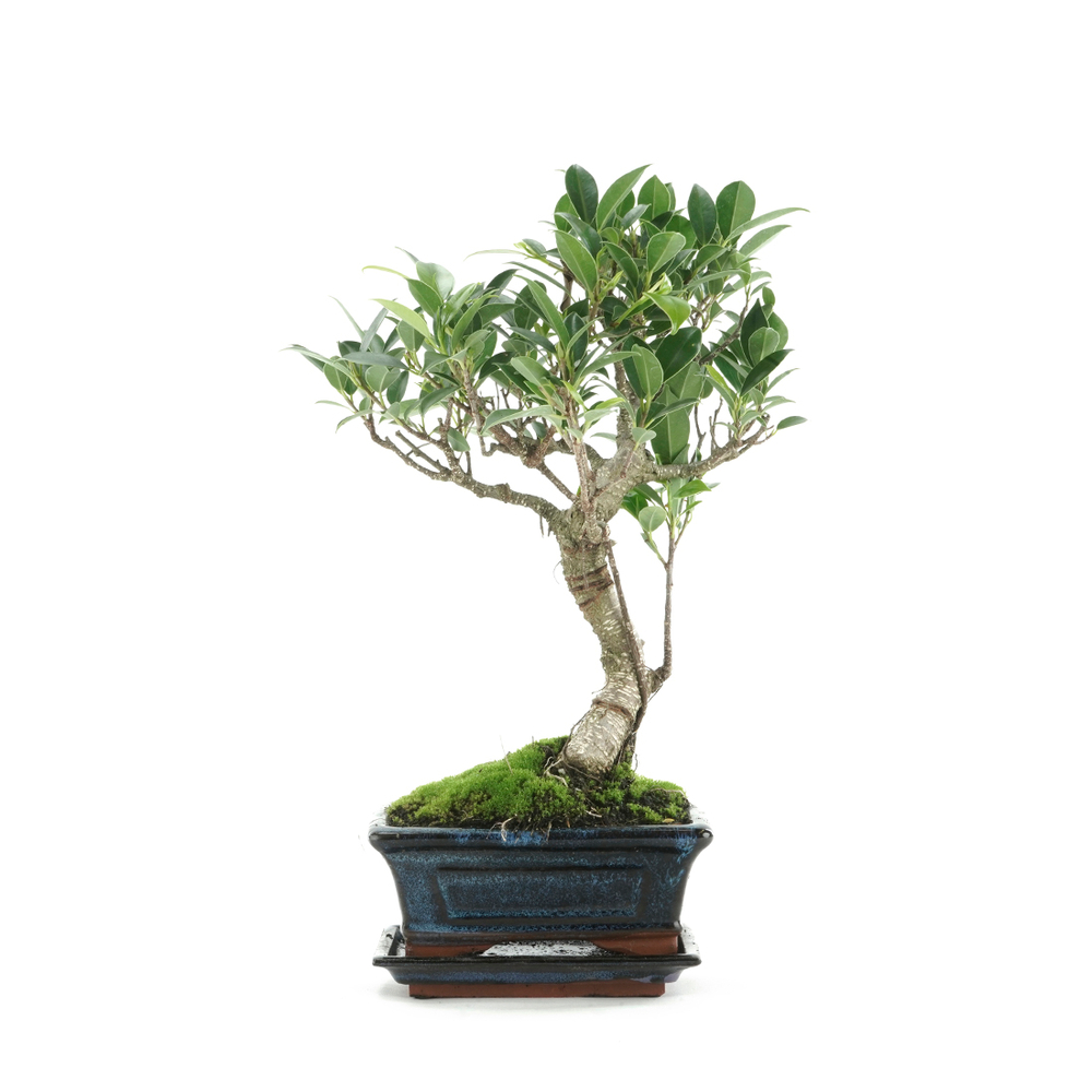 Bonsaî d'intérieur 6 ans avec soucoupe