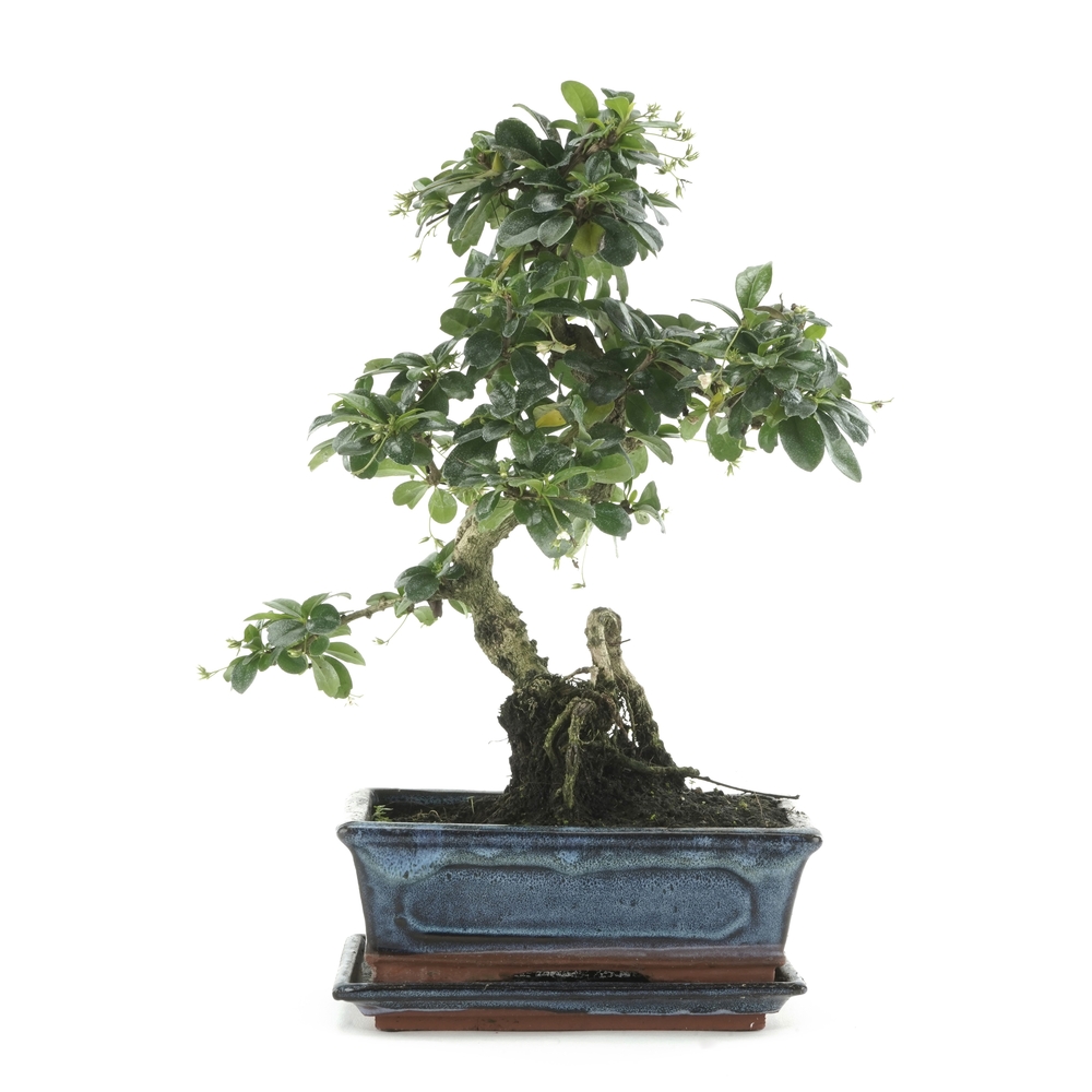 BONSAI INT+SCP 8 ANS REF 615-(757050)