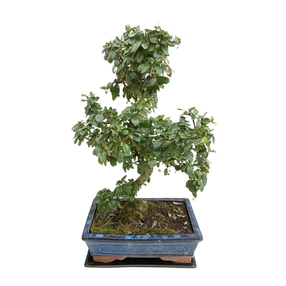 Bonsaî d'intérieur 10 ans avec soucoupe