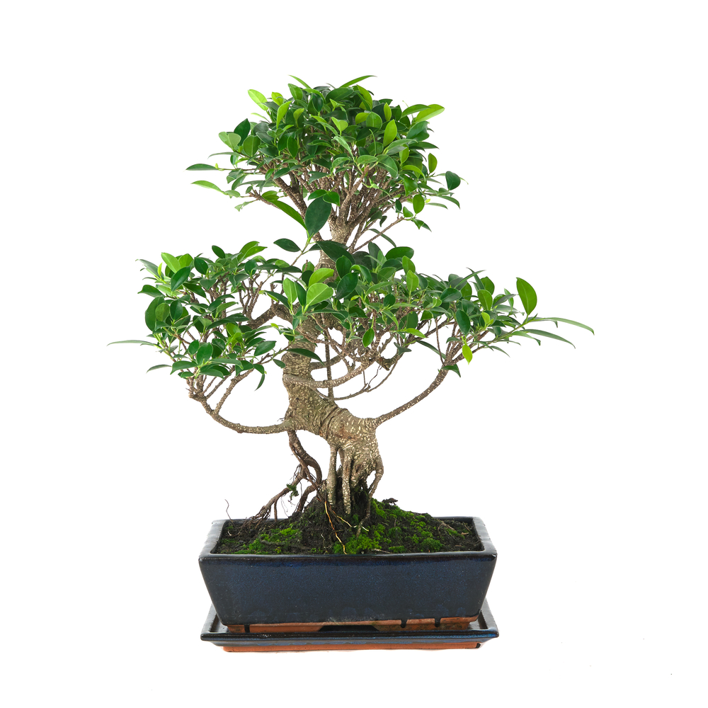 Bonsaî d'intérieur 16 ans avec soucoupe