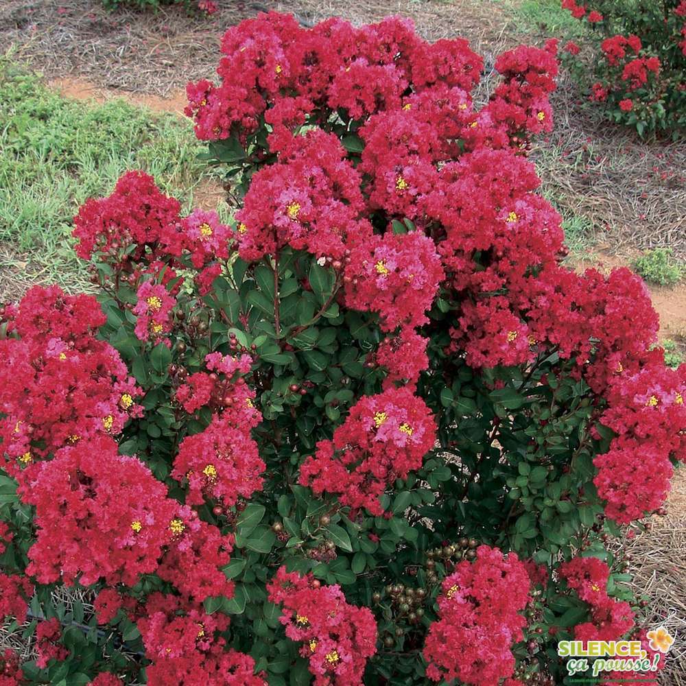 Lagerstroemia, variÃ©tÃ©s variables : pot 4,5 L