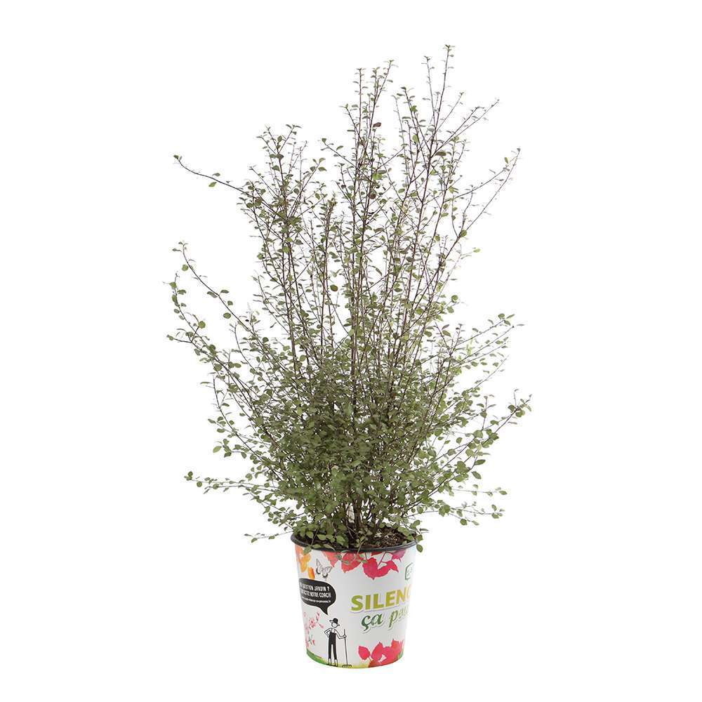 Pittospore Tenuifolium Variegatum : pot 4.5 litres
