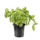 Plant de basilic grand vert : pot de 1 litre