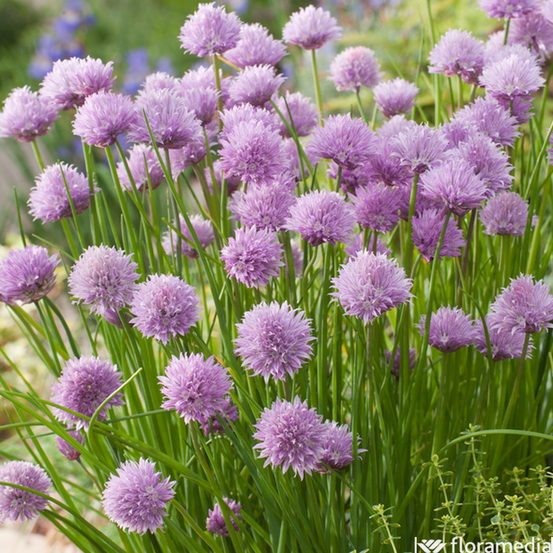 Plant de ciboulette : pot de 1 litre
