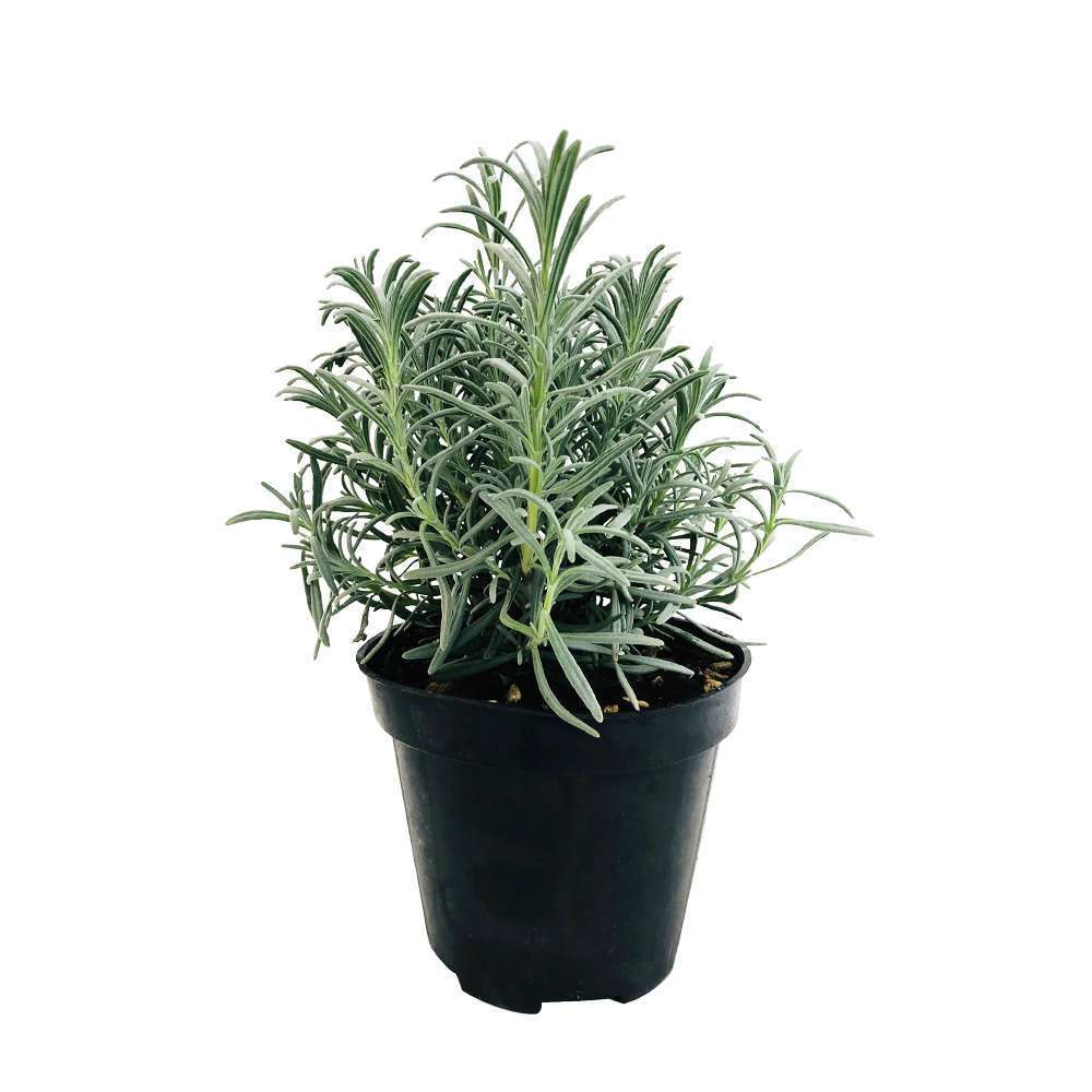 Plant de lavande' officinale' - pot 1 litre