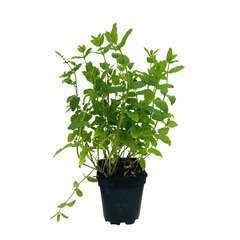 Plant de menthe marocaine - pot 1 litre