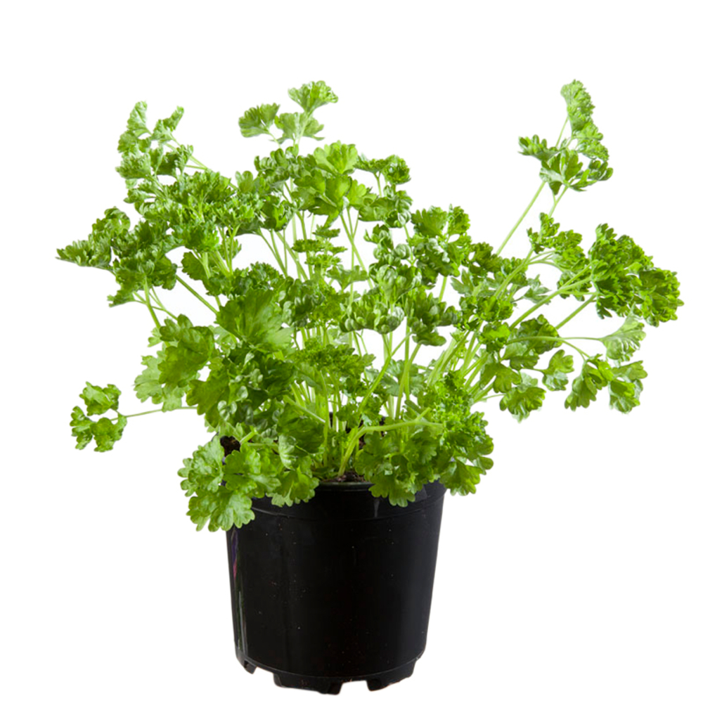 Plant de persil plat : pot de 1 litre