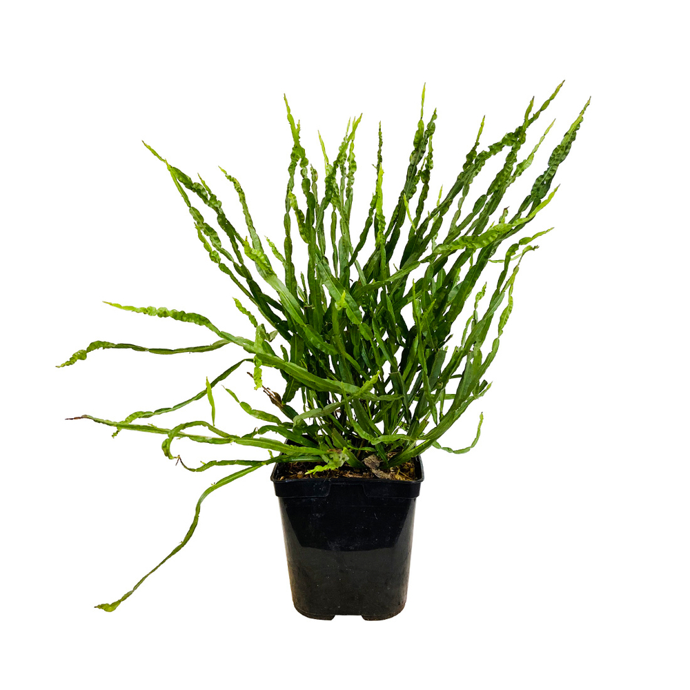 Baccharis genistelloides Pot 3L