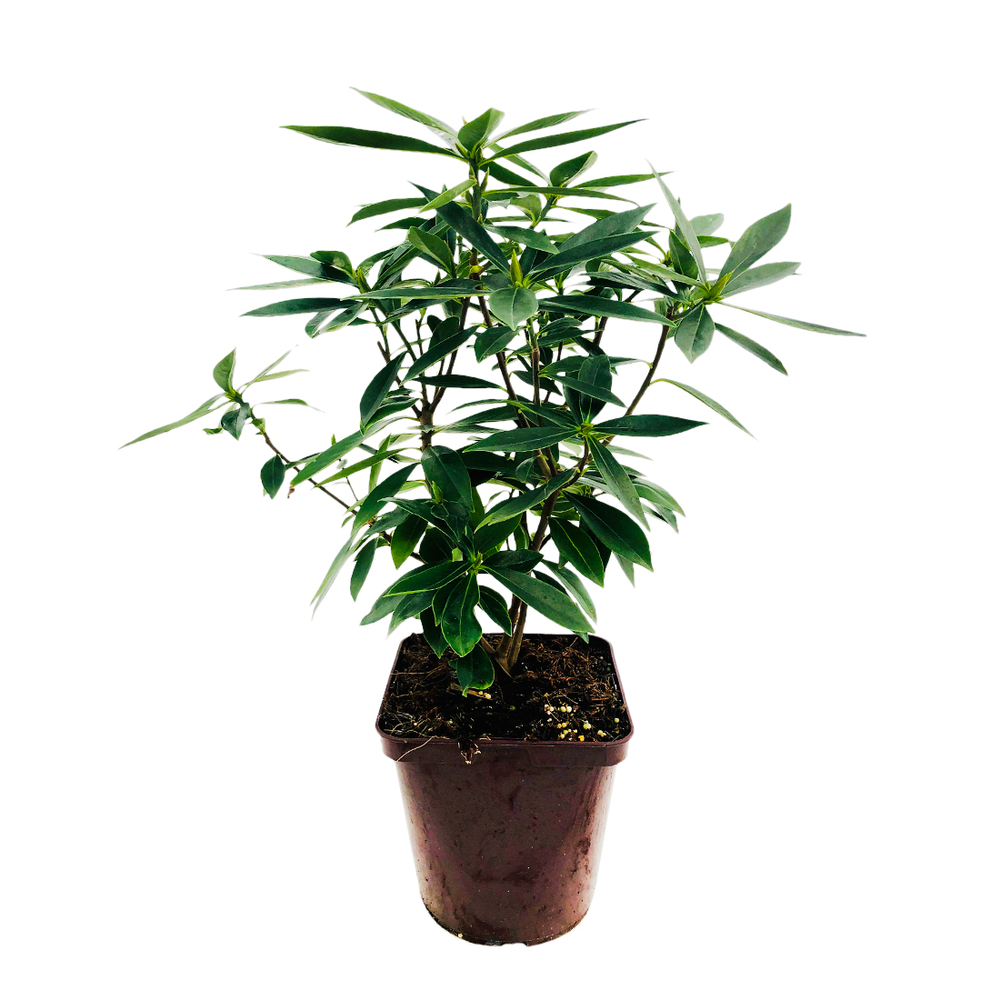 Daphné 'Perfume Princess' Pot 3L