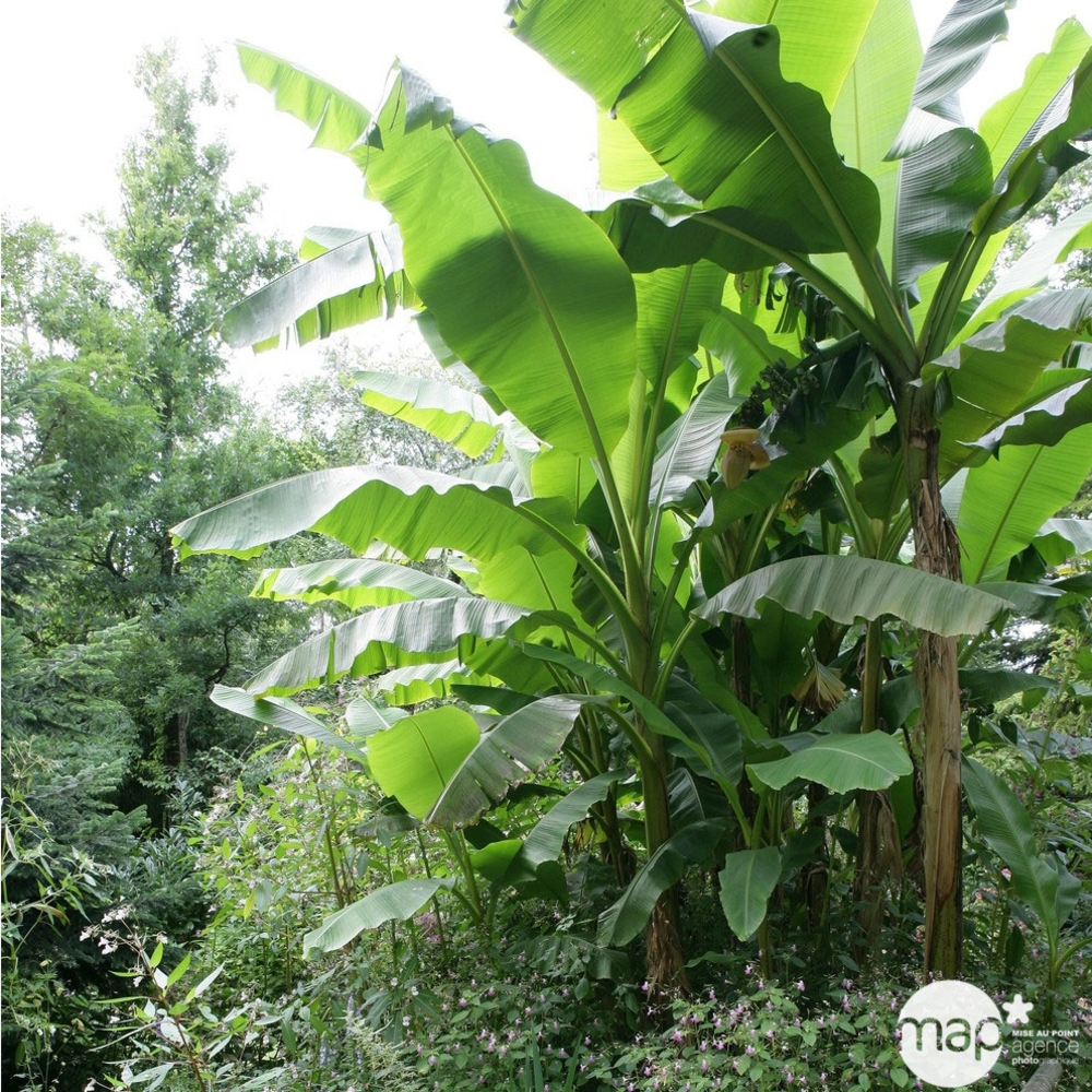 MUSA VARIE C 5L-(762367)