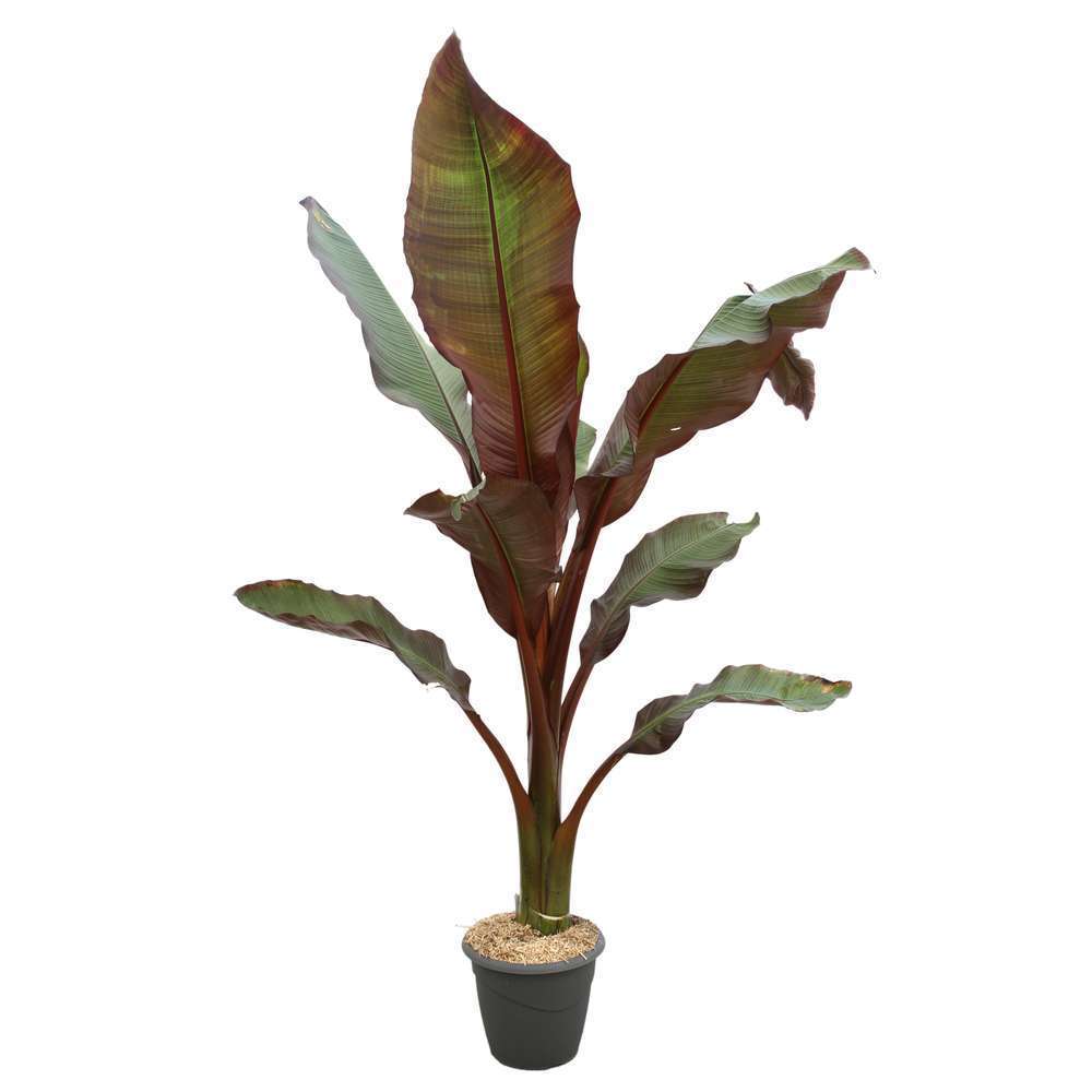 Musa Varié ou Musa Basjoo, pot 15L 