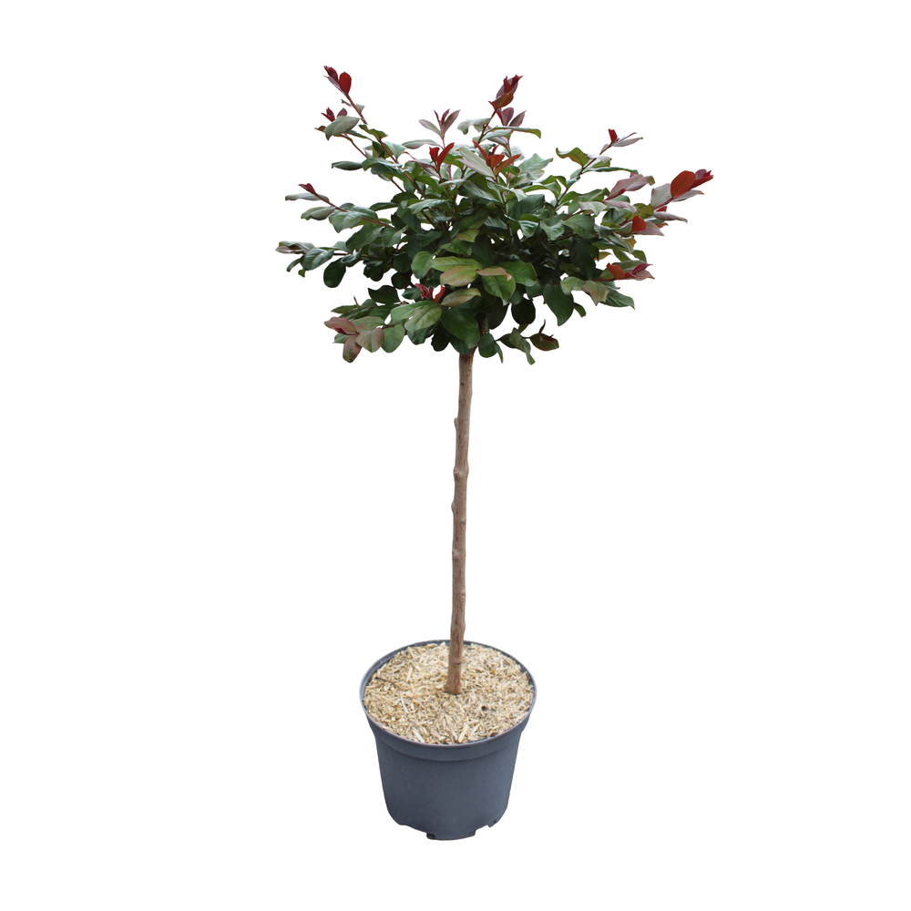 Lagerstroemia 1/4 de tige, variétés variables : pot 7,5L