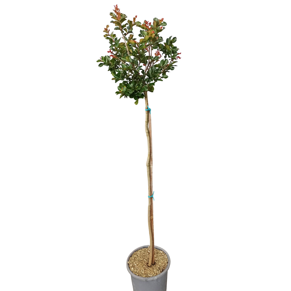 Lagerstroemia tige courte, variétés variables : pot 15L