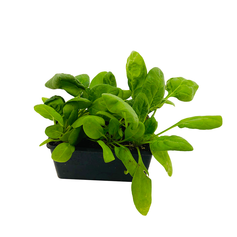 Plants d'Epinard'Monterey' F1- Barquette de 6 plants 