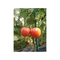 Tomate Oxheart Striped
