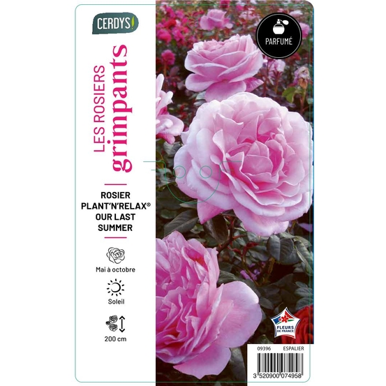 Rosier grimpant 'Our Last Summer'en espalier : pot 5L