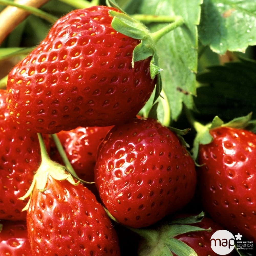 FRAISIER MARA DES BOIS AB RN-(766180)