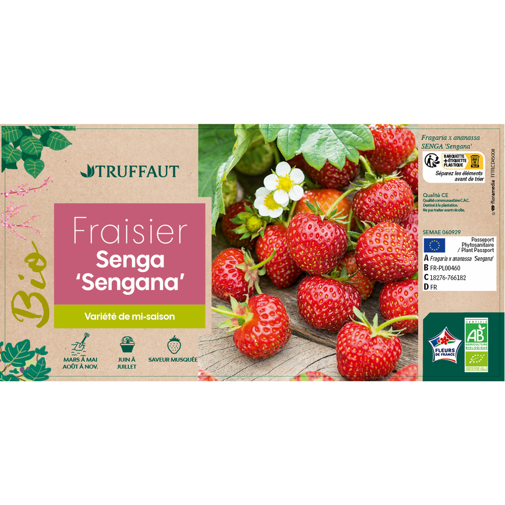 FRAISIER SENGA SENGANA AB RN-(766182)