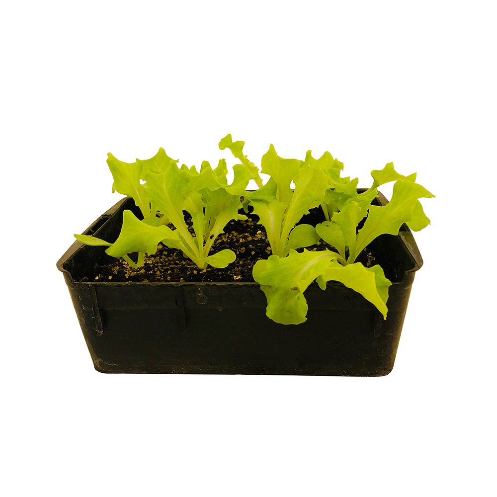 Plants de batavia Dorée 'Fripone' : barquette de 12 plants