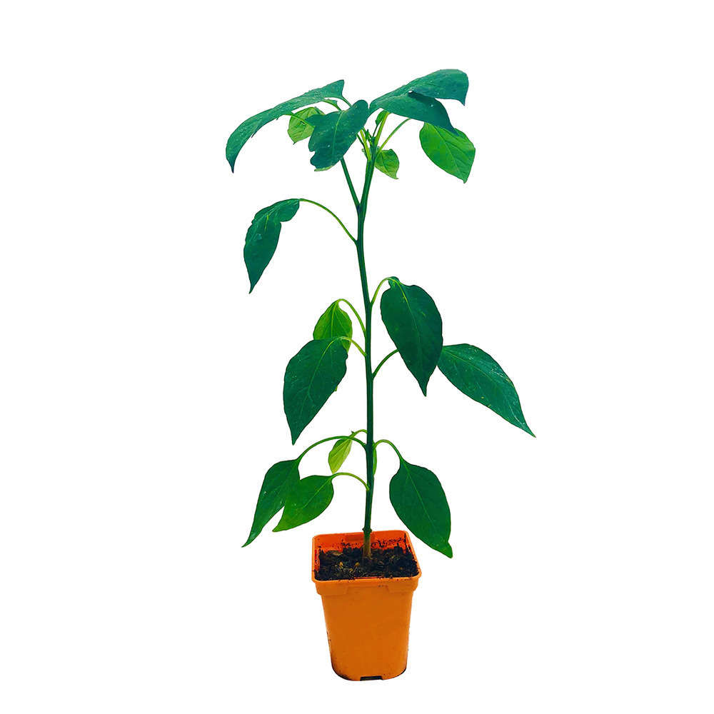 Plant de Piment 'Orizaba' F1 - Pot 0,5L