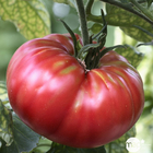 Plants de tomates 'Rose de Berne' AB :  barquette de 3 plants