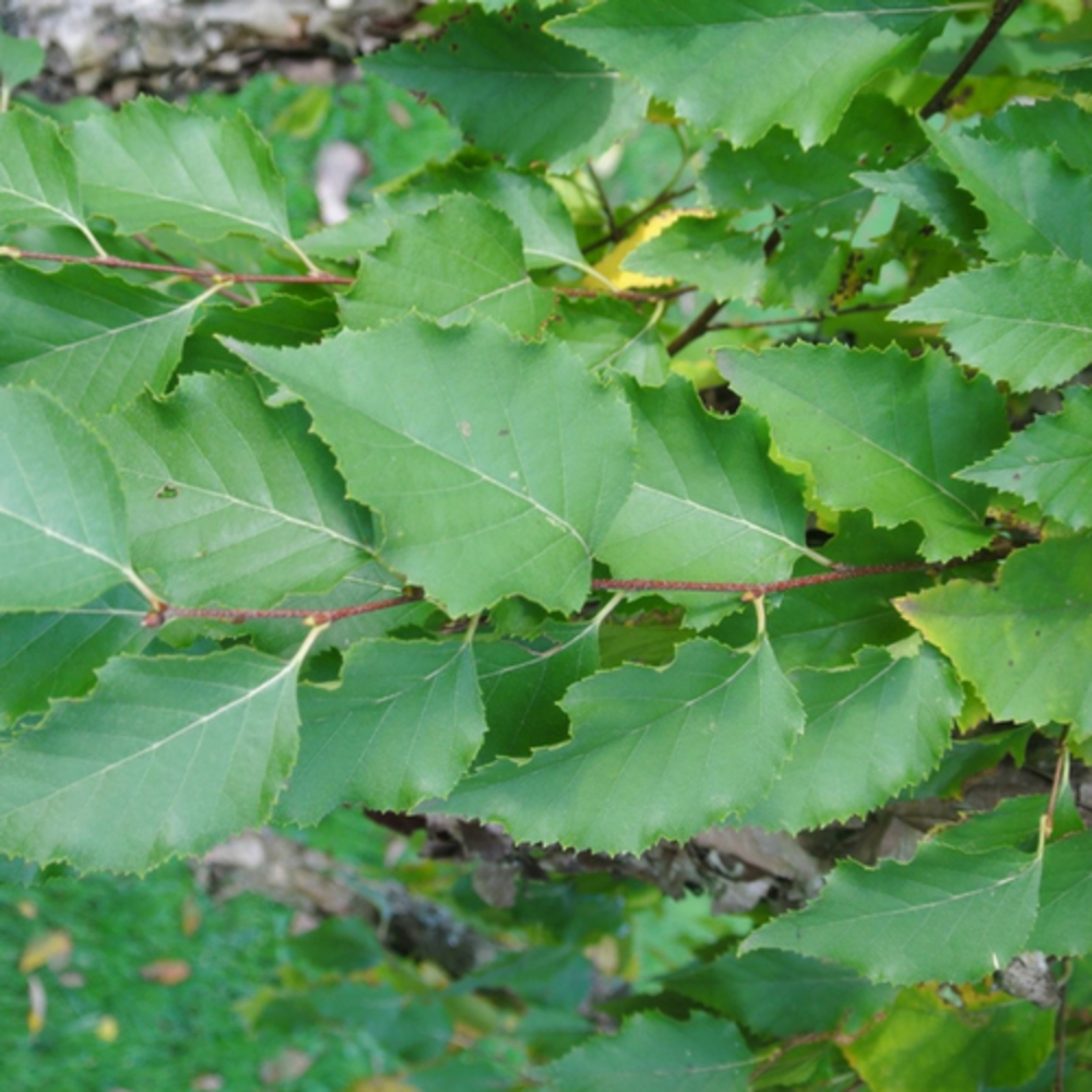 Bouleau pubescent (Betula Pubescens) - 30 à 50 cm