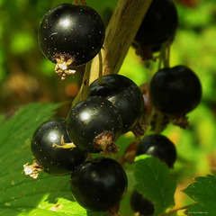 Cassissier "Andega" (Ribes Nigrum "Andega")