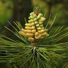 Pin Noir d'Autriche (Pinus Nigra Austriaca) - 13 à 25 cm