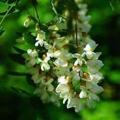 Robinier faux acacia (Robinia Pseudoacacia)