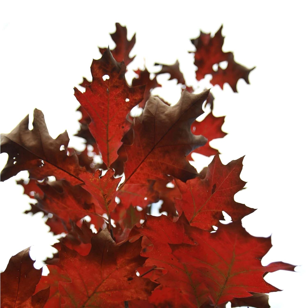 Chêne rouge d'Amérique (Quercus Rubra) - 13 à 25 cm