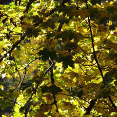 Erable sycomore (Acer Pseudoplatanus)