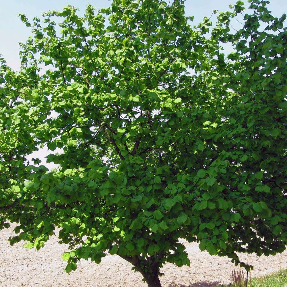 noisetier arbre noisettes saint Jean plante fruitière sur un pot de 26 max 160 cm 4 ans 