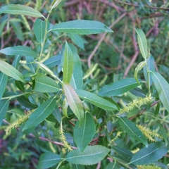Saule Ã  trois Ã©tamines (Salix Triandra)