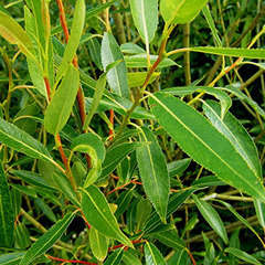Saule cassant (Salix Fragilis)