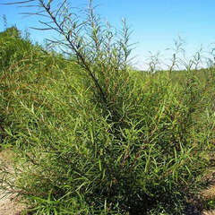 Saule drapÃ© (Salix Rosmarinifolia)