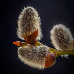 Saule marsault (Salix Caprea)