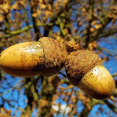 Chêne pédonculé (Quercus robur) - 20 à 40 cm