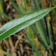Saule soyeux (Salix Daphnoides) - 20 à 40 cm